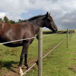 Image for Electric Fencing