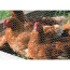 Image for WNP90013110