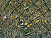 PVC Coated Chain-Link