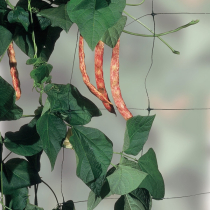 BEAN & PEA SUPPORT NET 7m x 2m
