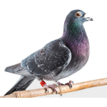 Image for Bird Control