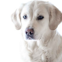 Domestic Pet Products